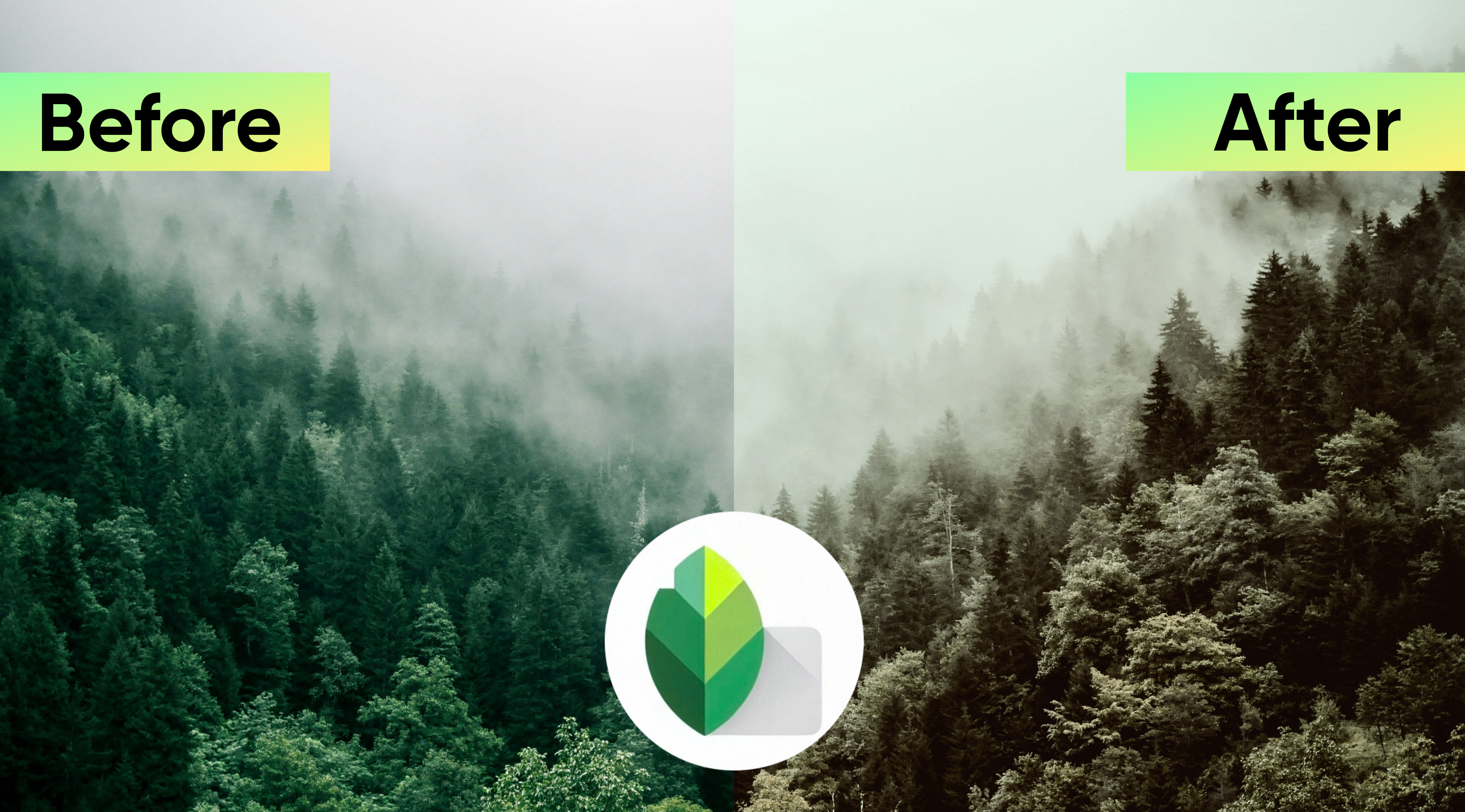 Snapseed app editing preview screenshot